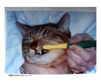 ねこ歯